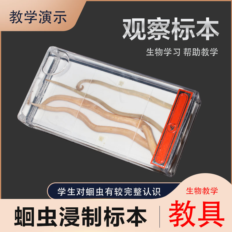 蛔虫浸制标本中学学初高中生物模型动物寄生虫实验器材教学仪器