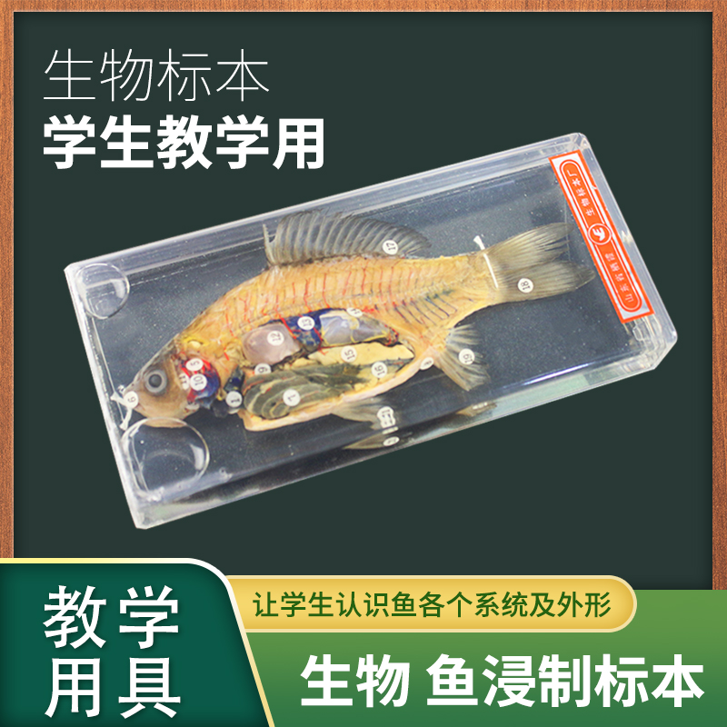 j43001解剖浸制标本初中