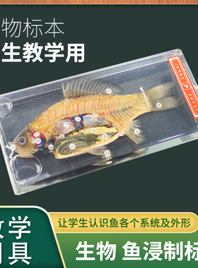 J43001鱼解剖浸制标本 初中高中生物解剖实验器材教具 教学仪器 实验器材
