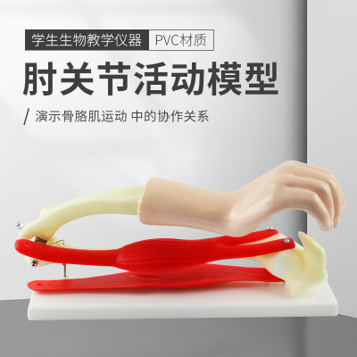 肘关节模型 附肩胛骨 手臂骨骼肌肉模型 肱二头肌 肱三头肌 教学仪器生物教具教师用初高中大号实验器材