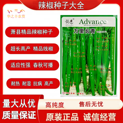 萧县辣椒种超长线椒线椒辣椒种