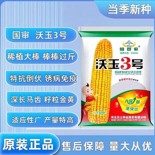 沃玉3号玉米种子杂交玉米种子高产国审原装正品矮杆大棒抗病耐旱