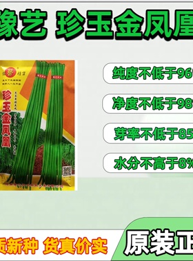 高产珍玉金凤凰豆角种子翠绿条肉厚长条豆角早熟耐热抗病豆角种子