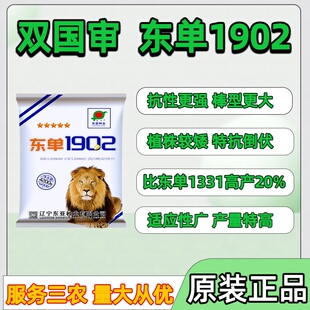 国审东单1902玉米种子高产红轴大棒脱水快抗旱耐涝抗病玉米种子