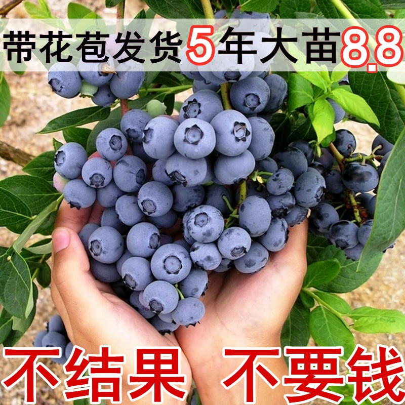 蓝莓树果苗南方北方种植盆栽地栽阳台庭院果树苗当年结果蓝莓苗