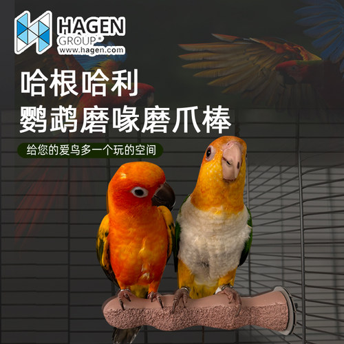 哈根鹦鹉鸟磨爪棒磨指甲磨嘴站杆