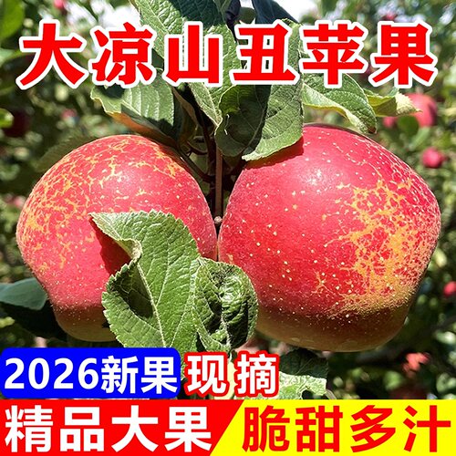 2026年大凉山盐源丑冰糖心苹果