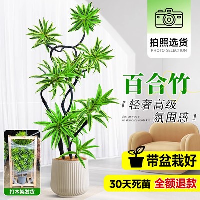 百合竹客厅绿植盆栽精品高端老桩