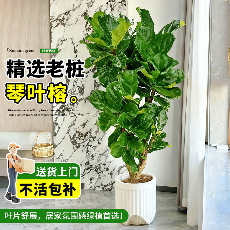 琴叶榕客厅绿植室内好养老桩盆栽
