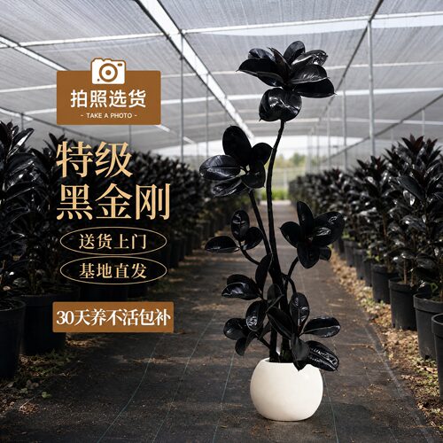 造型黑金刚橡皮树客厅大盆栽绿植