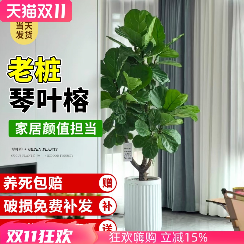 琴叶榕盆栽大叶老桩绿植高级植物