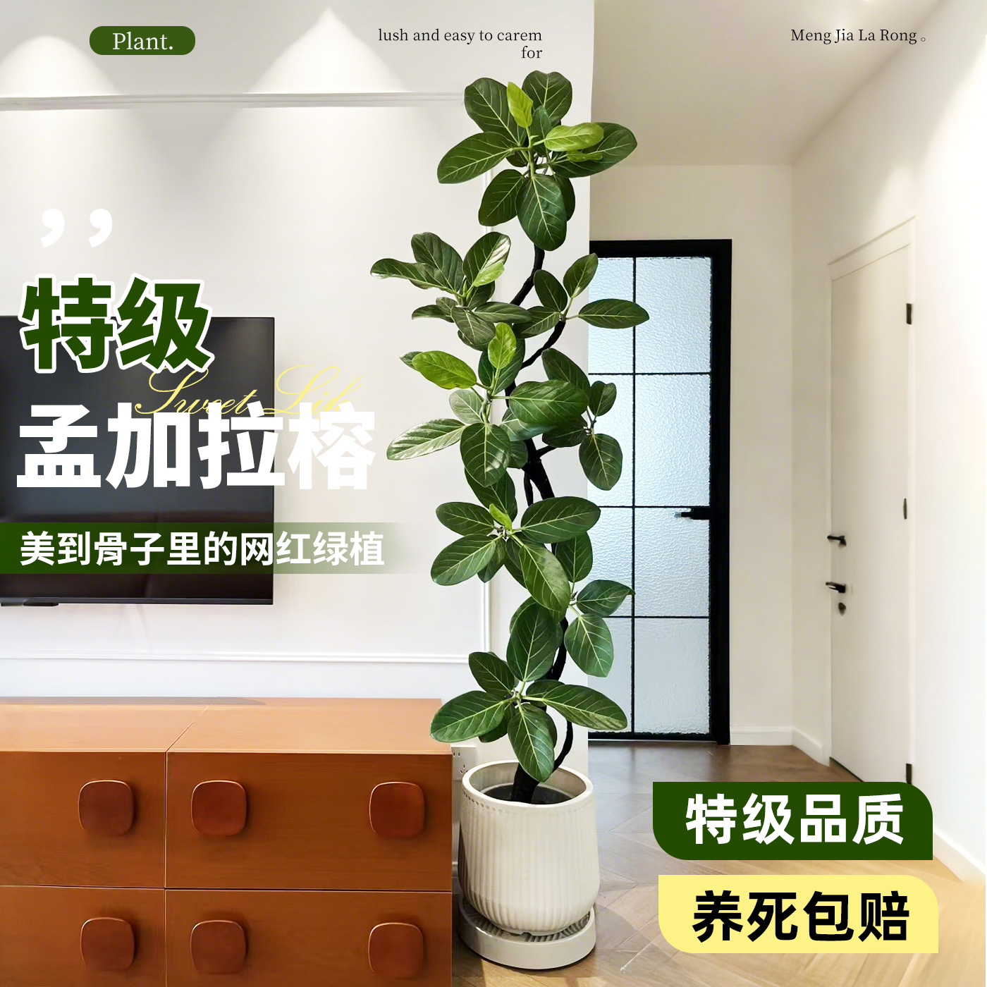 造型孟加拉榕树盆栽客厅大型绿植黄金榕室内网红高级感落地式植物