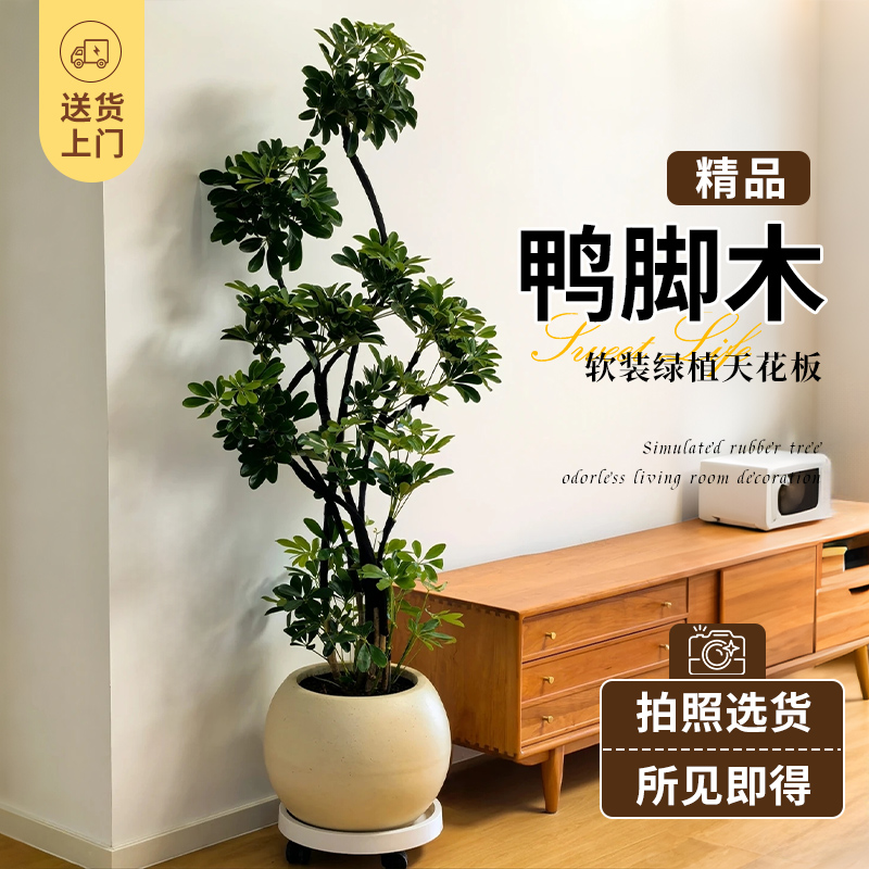 鸭脚木客厅大型盆栽室内落地式植物鸭掌木鹅掌柴八方来财真造型