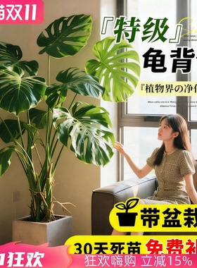 龟背竹客厅大盆栽老桩大叶室内大型落地绿植物高级感懒人好养盆景