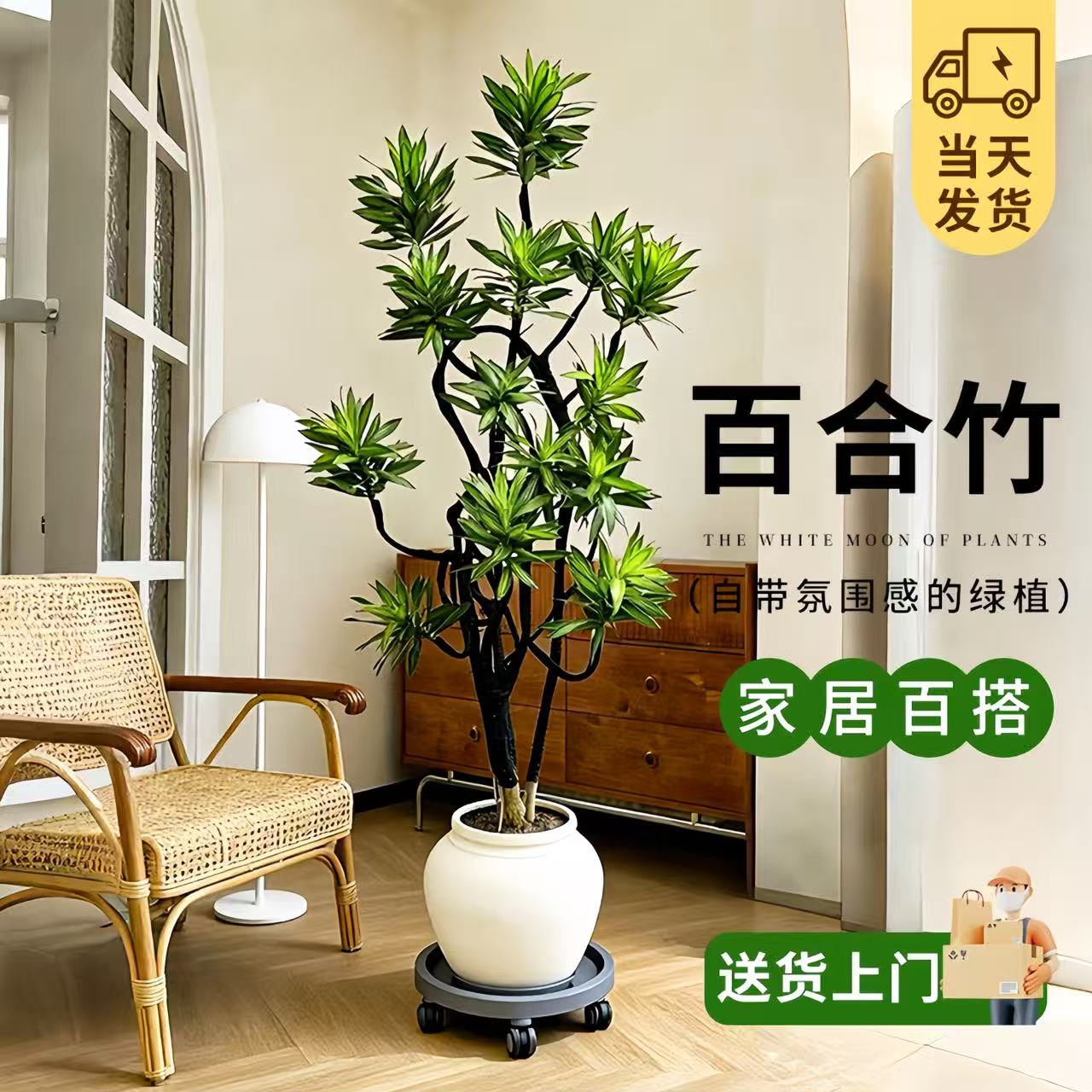 金心百合竹高级感盆栽植物室内绿植耐寒去甲醛家庭办公室大型盆栽