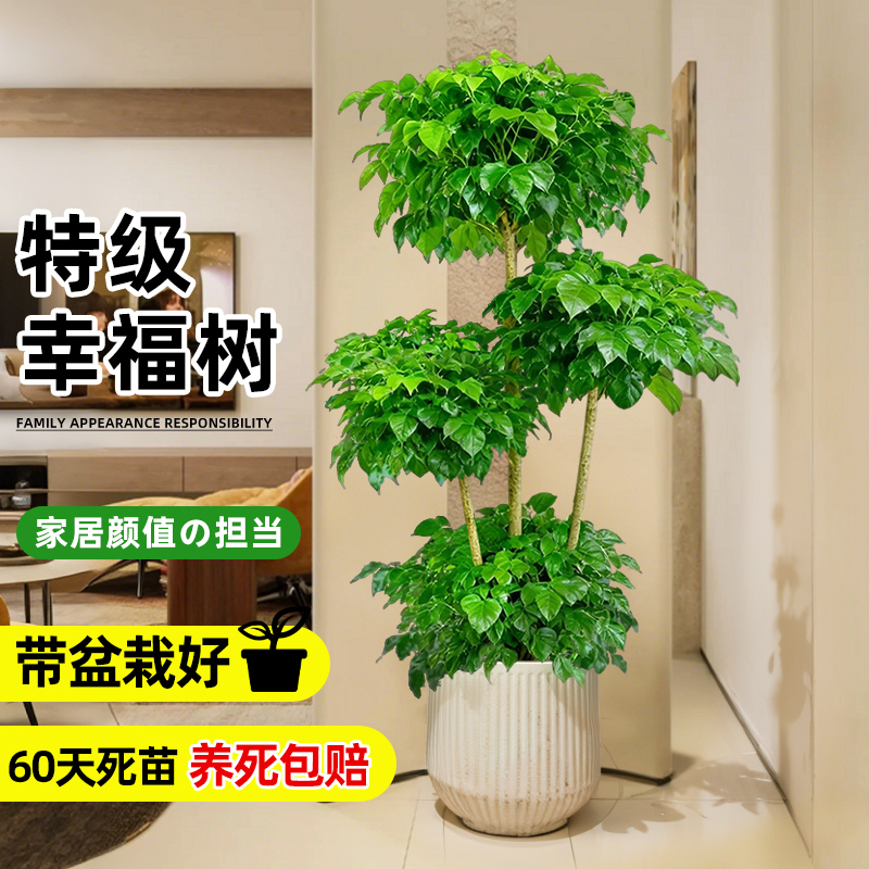 幸福树客厅大盆栽室内绿植平安树
