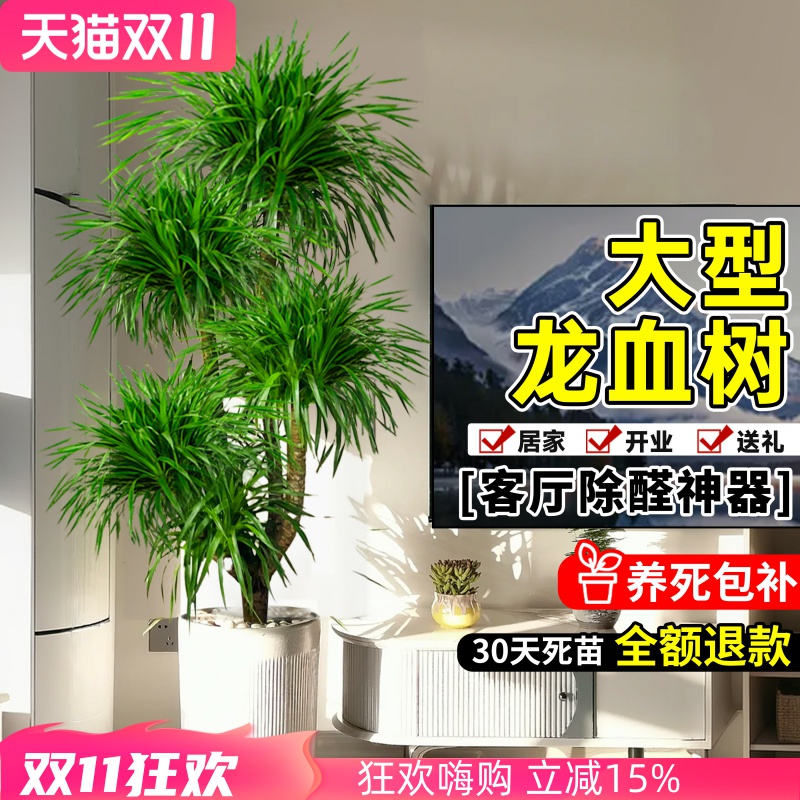 龙血树客厅高级感旺宅好养活植物