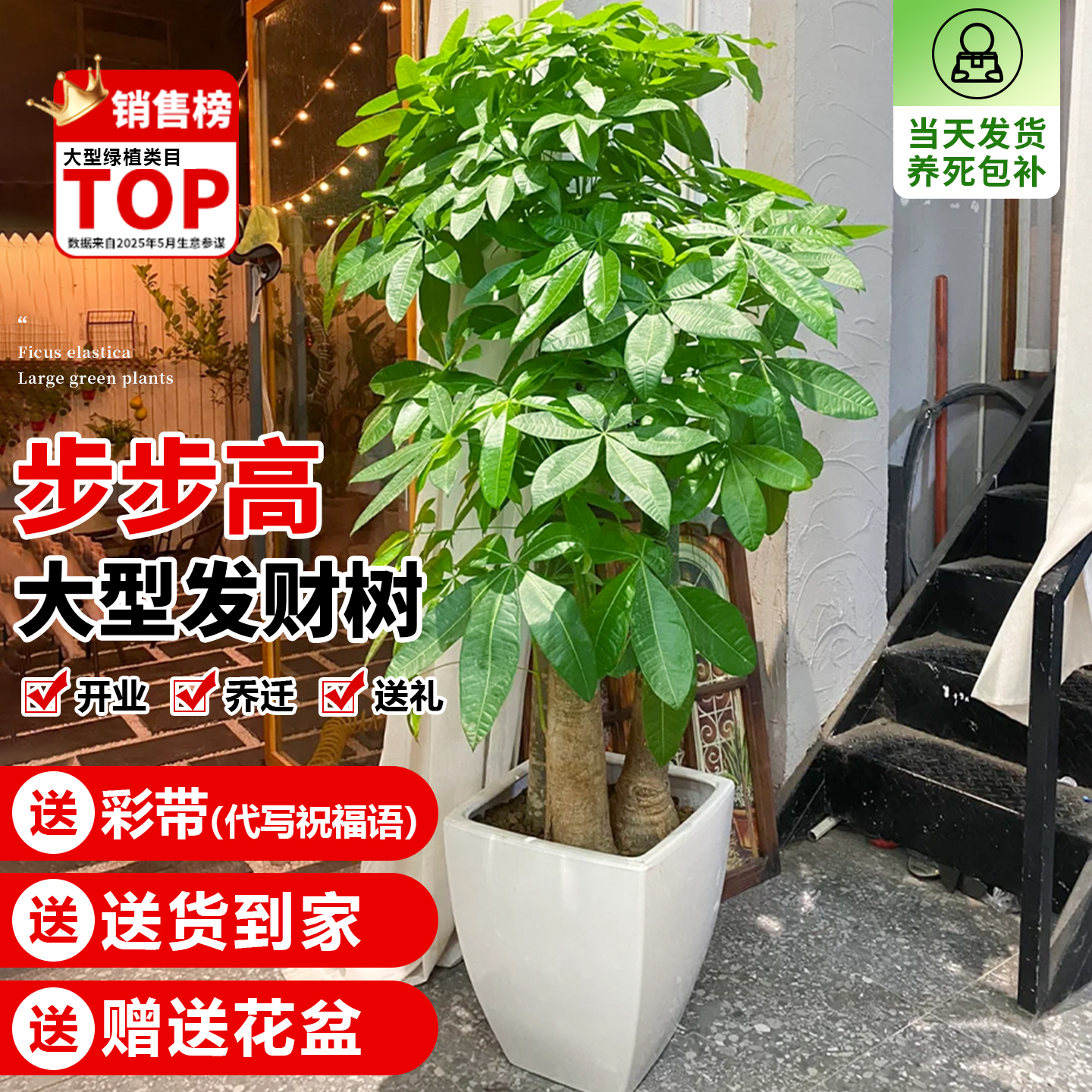 发财树客厅大盆栽开业送礼招财树