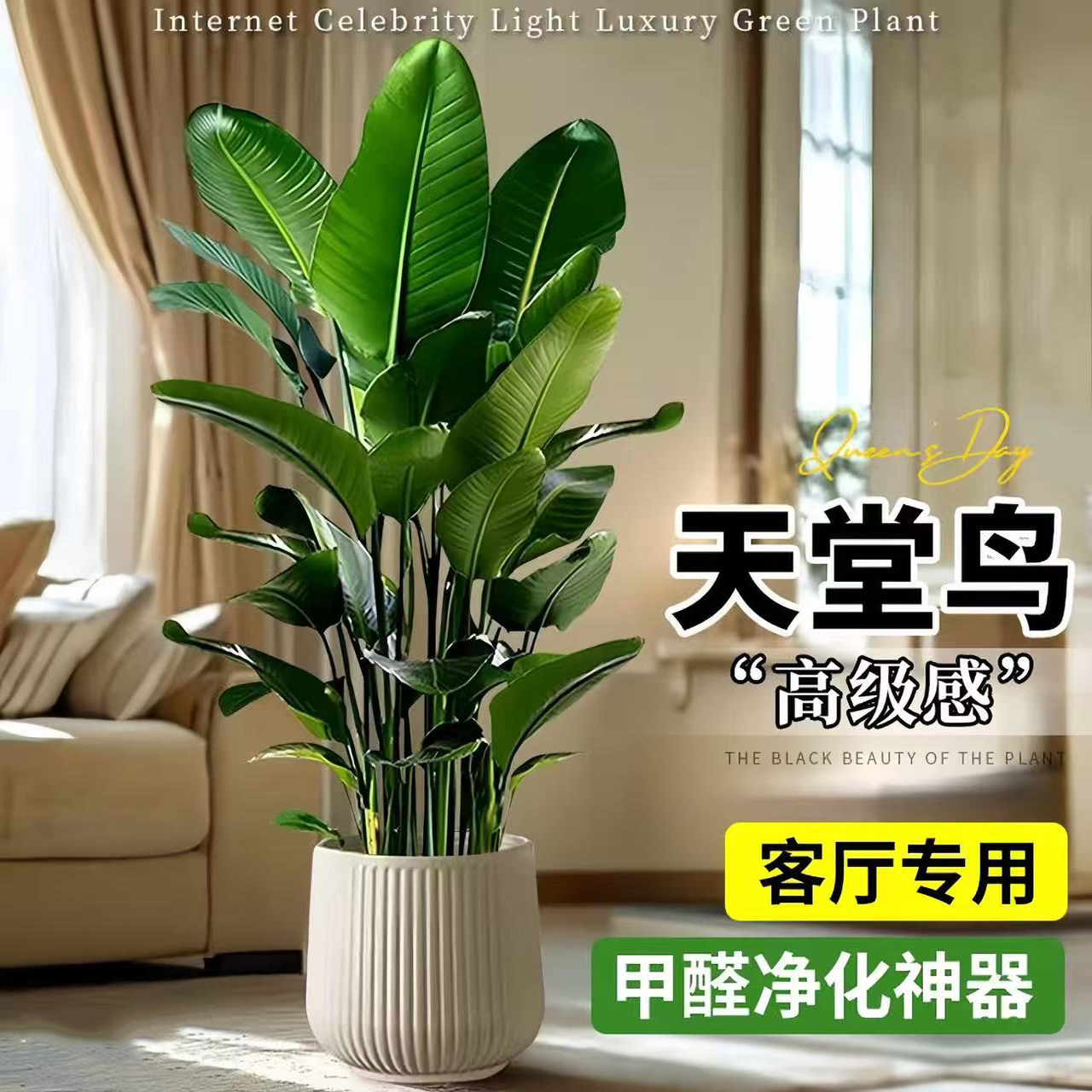 天堂鸟客厅大型绿植室内净化空气植物盆栽高端北欧风天堂鸟好养活