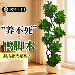 客厅造型鸭脚木绿植高级感室内大型盆栽高端轻奢款落地盆栽鸭掌木