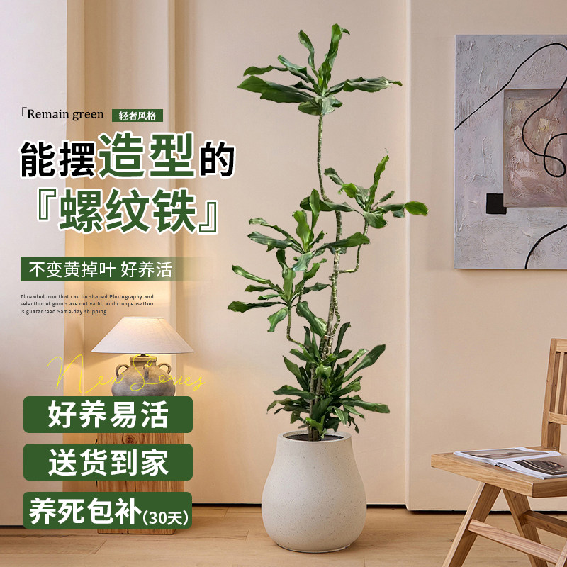 螺纹铁客厅大型盆栽绿植室内高端轻奢款真花卉办公室盆景植物易活,鲜花速递/花卉仿真/绿植园艺,大型绿植/成品组合盆栽,淘宝优惠券,粉丝福利购,淘宝优惠卷