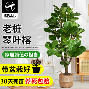 大琴叶榕室内大型绿植物客厅好养老桩大叶盆栽真花落地大号办公室