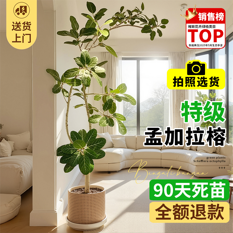 孟加拉榕客厅绿植网红大型落地