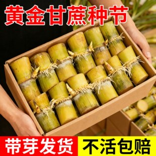 黄皮甘蔗种节云南黄金甘蔗苗种带芽甘蔗苗阳台盆栽水果四季可种植