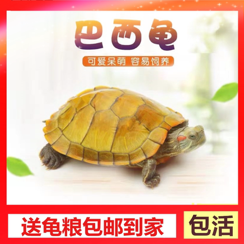 巴西龟宠物龟活体活物红耳龟水龟幼苗观赏大乌龟小宠物龟苗