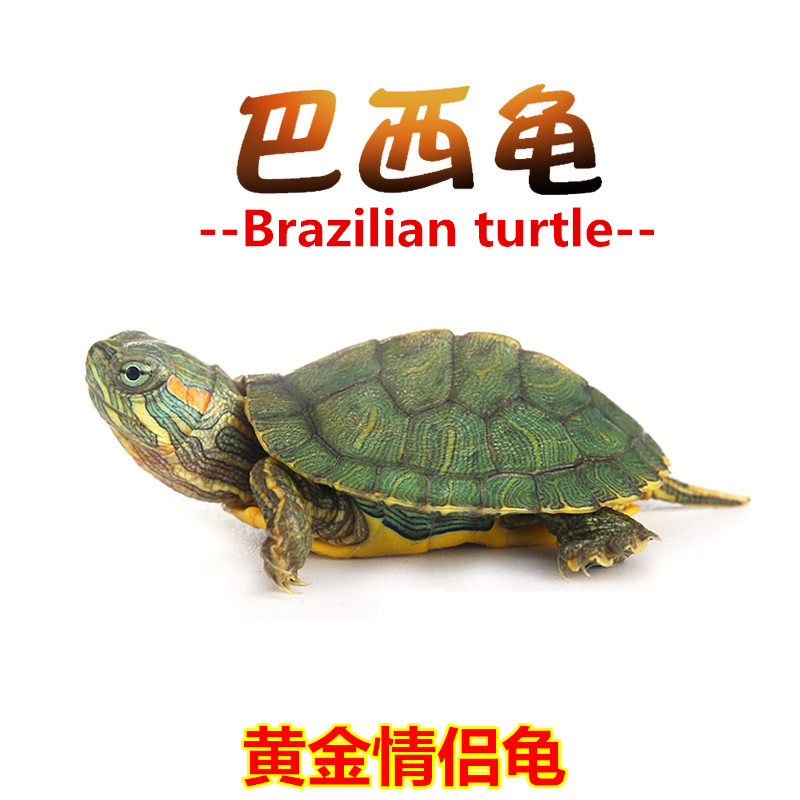 好养耐活巴西龟黄金家养网红小乌龟苗乌龟活物宠物活体金钱龟活的