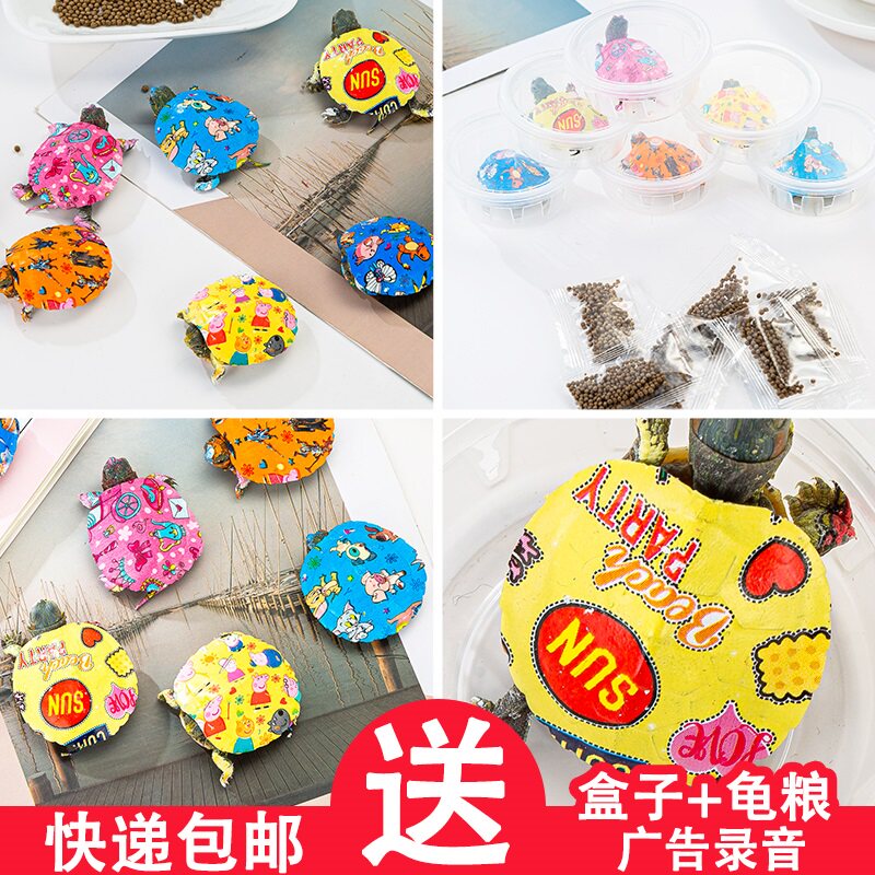 厂批小乌龟活物七彩小乌龟活体抖龟/鳖