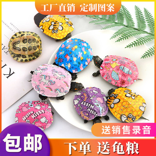 乌龟活体网红彩龟宠物龟彩色