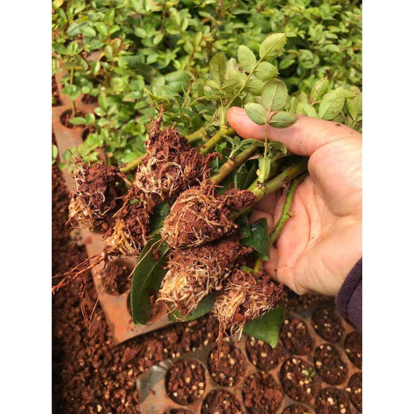 云南可食用玫瑰花苗易活植物金边墨红盆栽大马士革四季开花卉月季