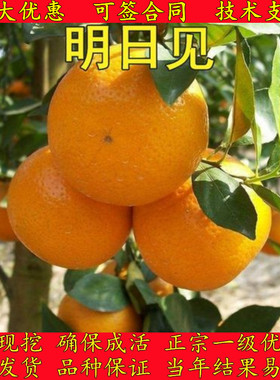常绿高端日本明日见柑橘桔子树苗