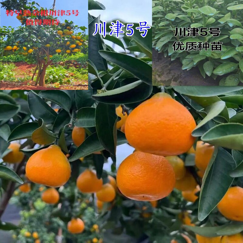 嫁接特早熟川津5号柑橘桔子树苗