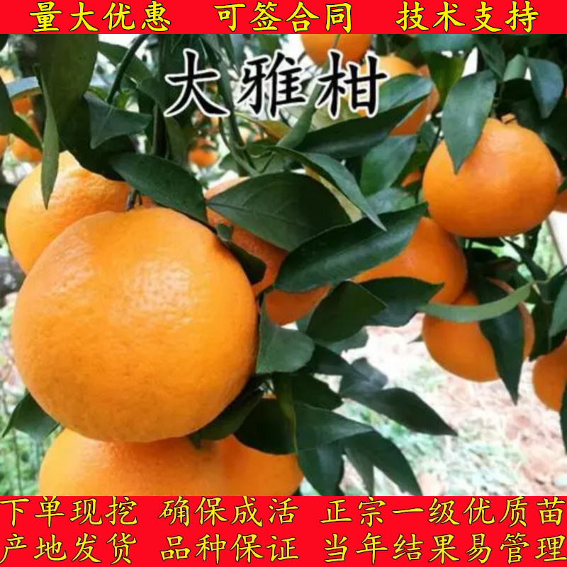 春见苗耙耙柑苗明日见爱媛46号丑柑大雅柑柑橘桔子果树苗当年结果