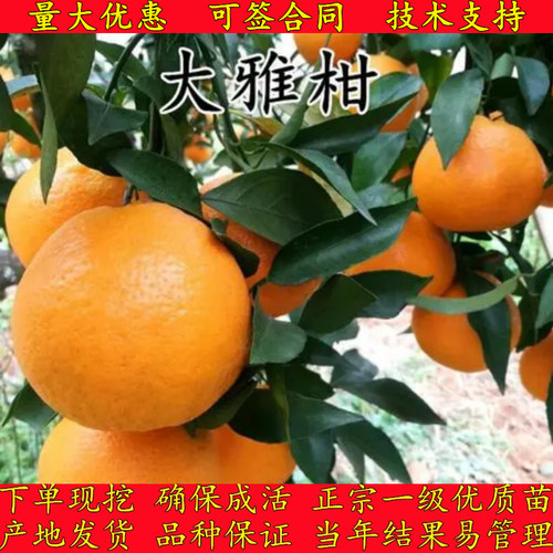 嫁接高糖耐寒大雅柑柑橘橘子树苗