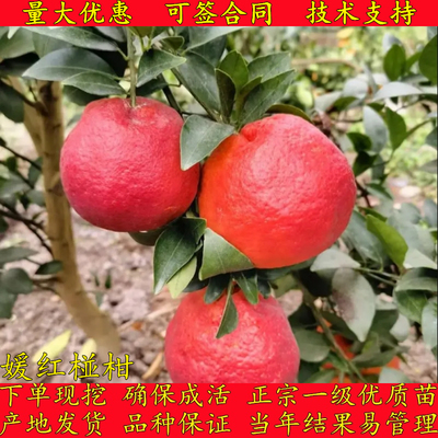 稀有大果媛红椪柑柑桔橘子果树苗
