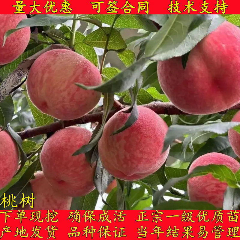 桃树果苗嫁接地栽新品种桃树苗南方北方种植早熟特大冬桃水蜜桃苗