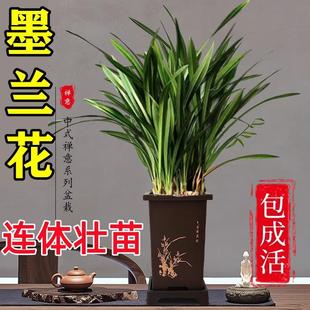 墨兰剑兰花苗精品花卉盆栽室内阳台浓香绿植物金边企黑四季耐寒好