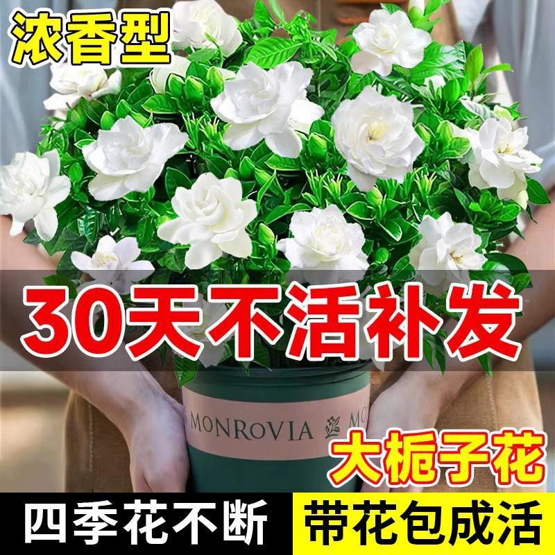 栀子花盆栽带花苞四季开花室内桌面绿植大叶老桩浓香好养水培植物