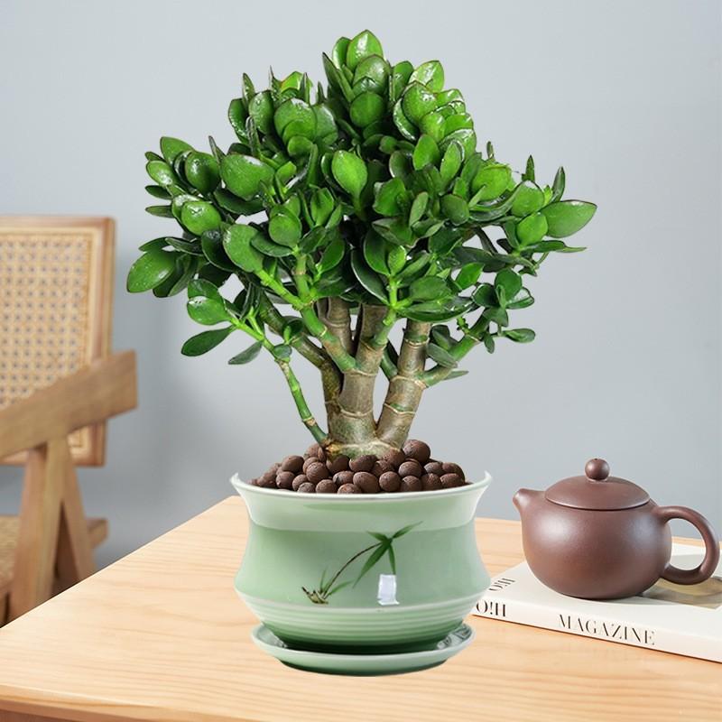 玉树老桩大株盆栽多肉植物室内四季好养绿植净化空气四季常绿盆栽