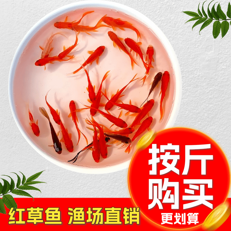 按斤红草鱼草金鱼小金鱼活鱼冷水鱼淡水鱼锦鲤鱼金鱼龙鱼饲料摆摊