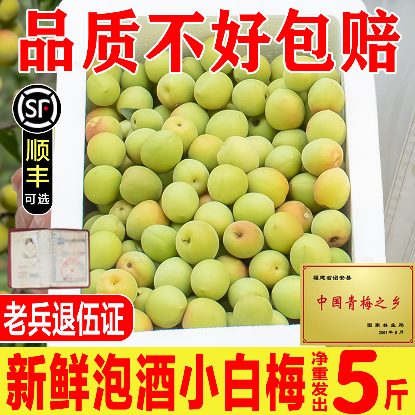 野生小白梅青梅鲜果诏安小白梅现摘泡酒白粉梅酵素孕妇酸水果5斤