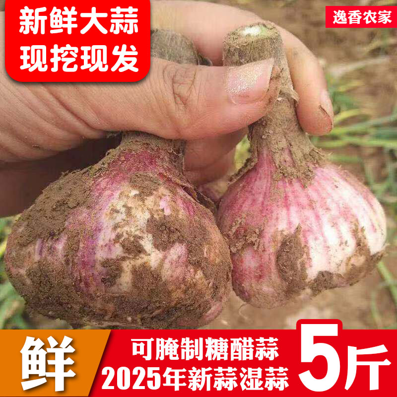 2025现挖新鲜嫩大蒜湿蒜正宗河南紫皮大蒜多瓣蒜头农家自种腊八蒜