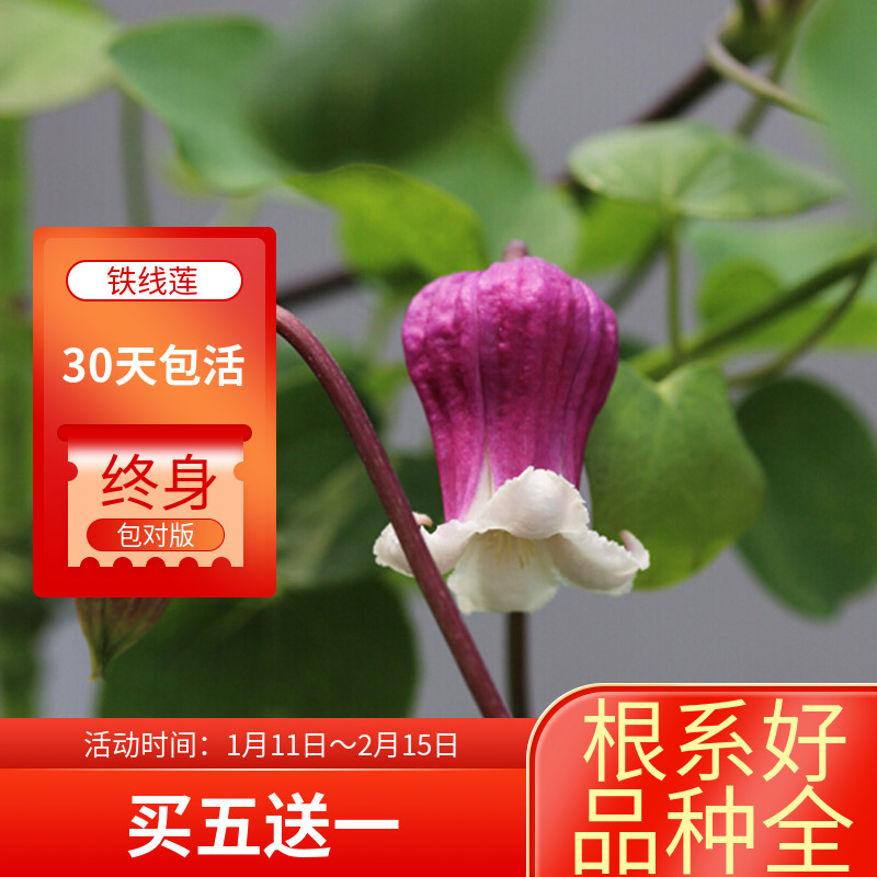 优选园艺铁线莲 玉 克里斯天使y 残月 草莓吻 铃铛 胭脂扣丰花易.