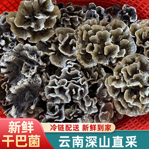 云南当季野生干巴菌500g现摘
