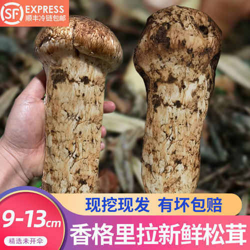 香格里拉野生新鲜松茸菌500g煲汤