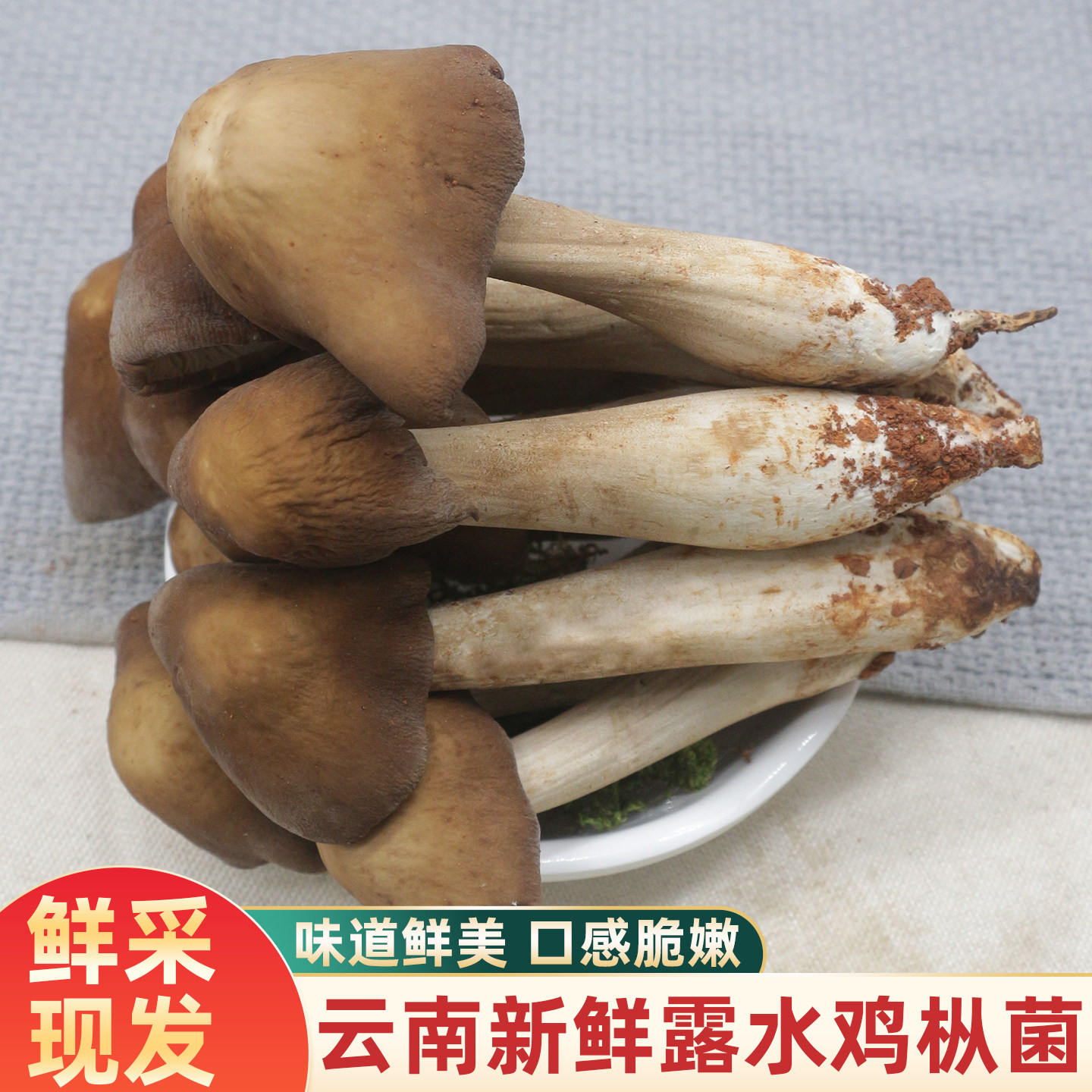 云南新鲜露水鸡枞菌500g新鲜菌菇