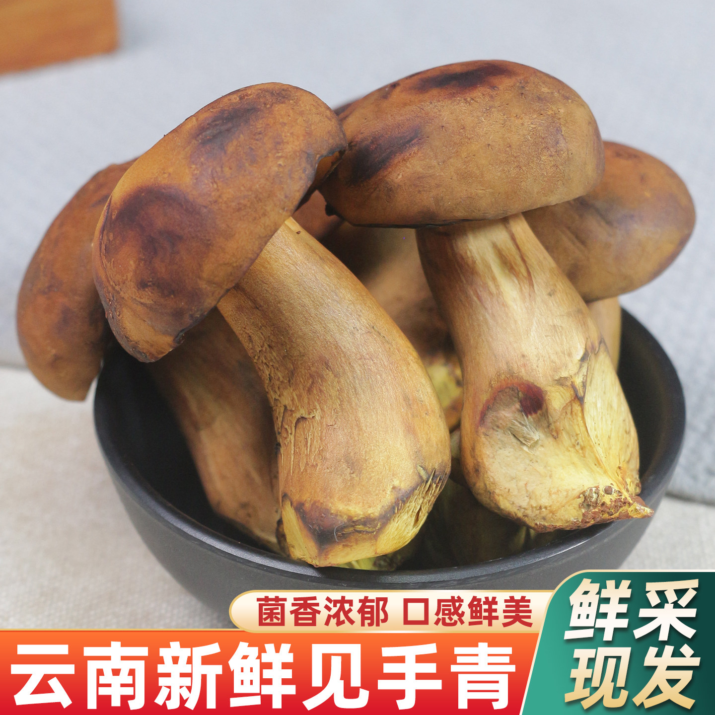 新鲜见手青500g红牛肝菌野生菌菇